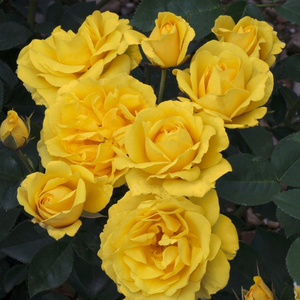 Vrtnice Floribunda - Roza - Carte d'Or® - 
